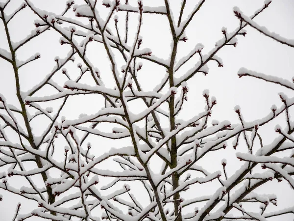 Rami Alberi Nella Neve Foto Alta Qualità — Foto Stock