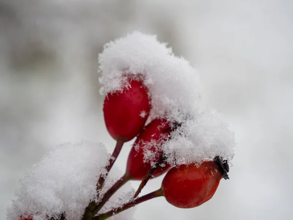 Hagebutten Schnee Hagebuttenbeeren Winter Hochwertiges Foto — Stockfoto