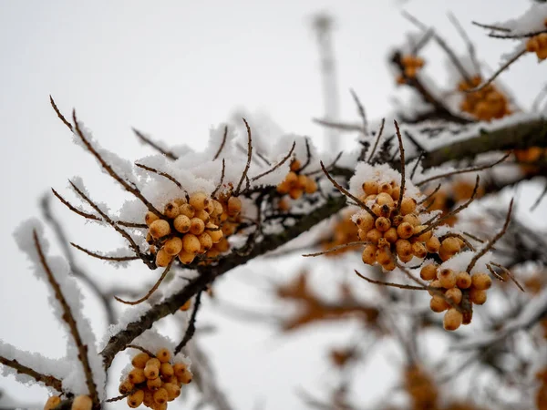 Sanddorn Winter Gelbe Beeren Auf Den Zweigen Hochwertiges Foto — Stockfoto