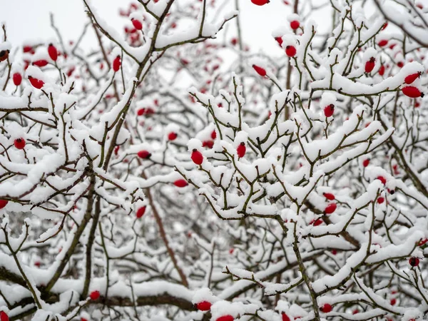 Rosa Canina Nella Neve Bacche Rosa Canina Inverno Foto Alta — Foto Stock