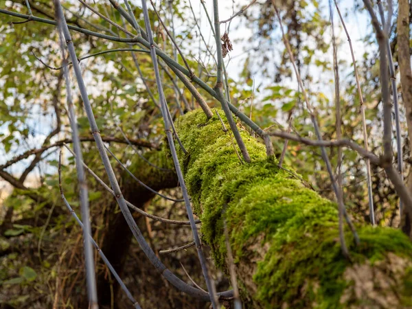 Mousse Verte Sur Arbre Des Arbres Couverts Mousse Photo Haute — Photo