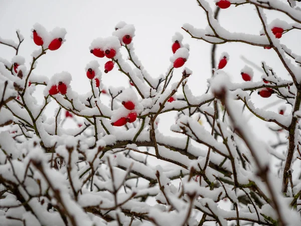 Rosa Canina Nella Neve Bacche Rosa Canina Inverno Foto Alta — Foto Stock