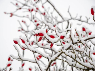 Karda Rosehip. Kışın güllük gülistanlık. Yüksek kalite fotoğraf