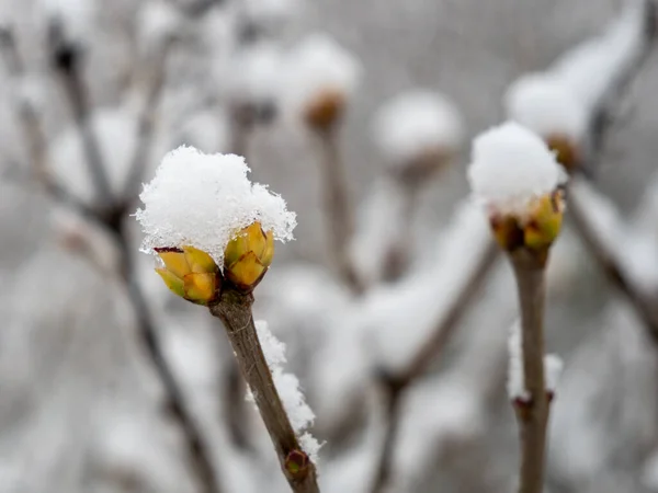 Gemme Alberi Nella Neve Primo Piano Foto Alta Qualità — Foto Stock