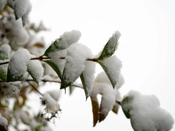 Ramos Árvores Neve Foto Alta Qualidade — Fotografia de Stock