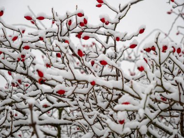 Karda Rosehip. Kışın güllük gülistanlık. Yüksek kalite fotoğraf