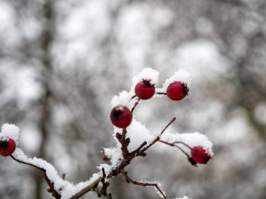 Karda Rosehip. Kışın güllük gülistanlık. Yüksek kalite fotoğraf