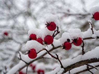 Karda Rosehip. Kışın güllük gülistanlık. Yüksek kalite fotoğraf