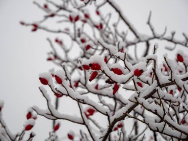 Karda Rosehip. Kışın güllük gülistanlık. Yüksek kalite fotoğraf