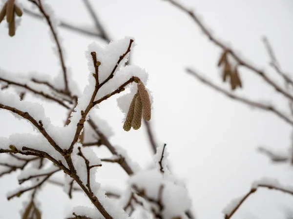 Κλαδιά Δέντρων Στο Χιόνι Υψηλής Ποιότητας Φωτογραφία — Φωτογραφία Αρχείου