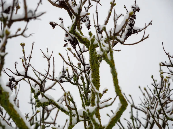 Κλαδιά Δέντρων Στο Χιόνι Υψηλής Ποιότητας Φωτογραφία — Φωτογραφία Αρχείου