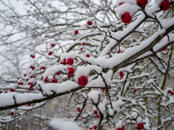 Ρόουζχιπ Στο Χιόνι Βατόμουρα Χειμώνα Υψηλής Ποιότητας Φωτογραφία — Φωτογραφία Αρχείου