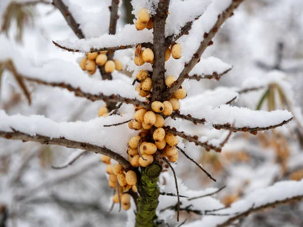 Coronopo Mare Inverno Bacche Gialle Sui Rami Foto Alta Qualità — Foto Stock