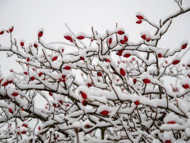 Karda Rosehip. Kışın güllük gülistanlık. Yüksek kalite fotoğraf