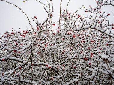 Karda Rosehip. Kışın güllük gülistanlık. Yüksek kalite fotoğraf