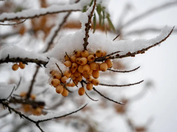 Espinheiro Marinho Inverno Bagas Amarelas Nos Ramos Foto Alta Qualidade — Fotografia de Stock