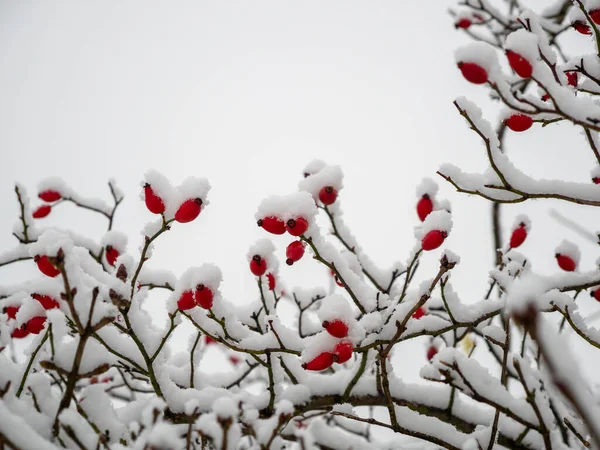 Rosa Canina Nella Neve Bacche Rosa Canina Inverno Foto Alta — Foto Stock