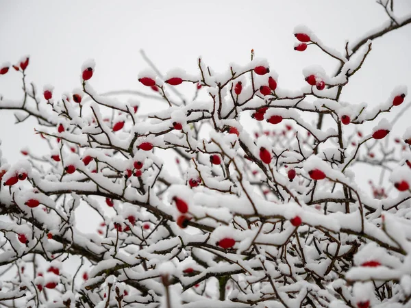 Rosa Canina Nella Neve Bacche Rosa Canina Inverno Foto Alta — Foto Stock