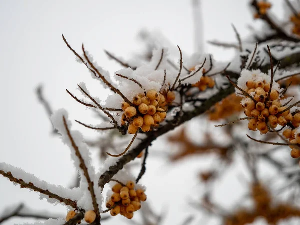 冬季的海象刺 树枝上的黄色浆果 是的高质量的照片 — 图库照片