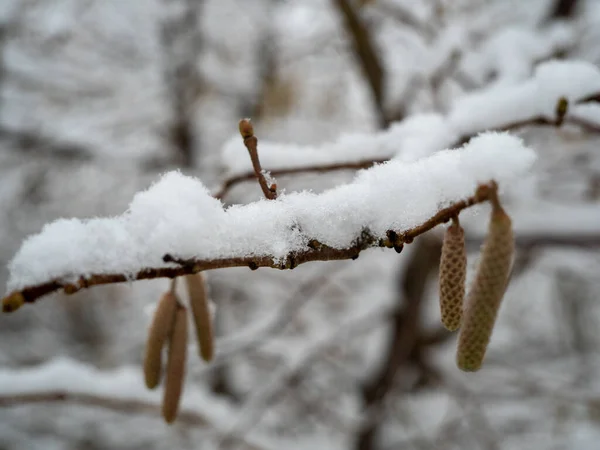 Catkins Alberi Nella Neve Foto Alta Qualità — Foto Stock