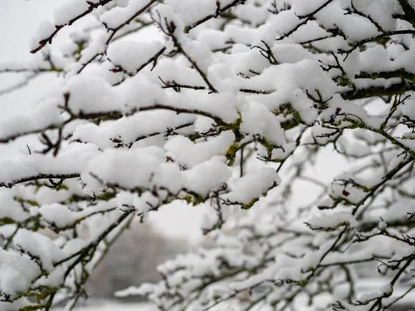 Ramas Árboles Nieve Foto Alta Calidad — Foto de Stock