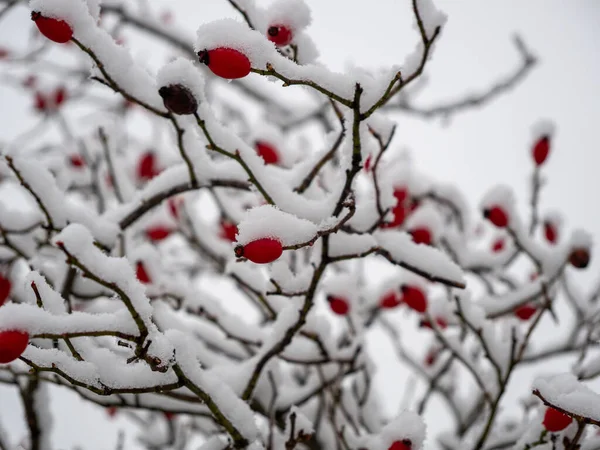 Karda Rosehip. Kışın güllük gülistanlık. Yüksek kalite fotoğraf