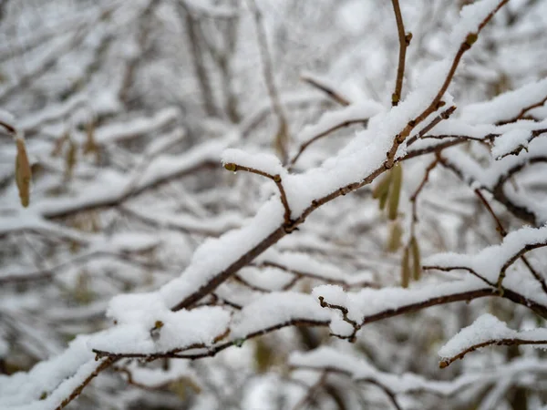 Rami Alberi Nella Neve Foto Alta Qualità — Foto Stock