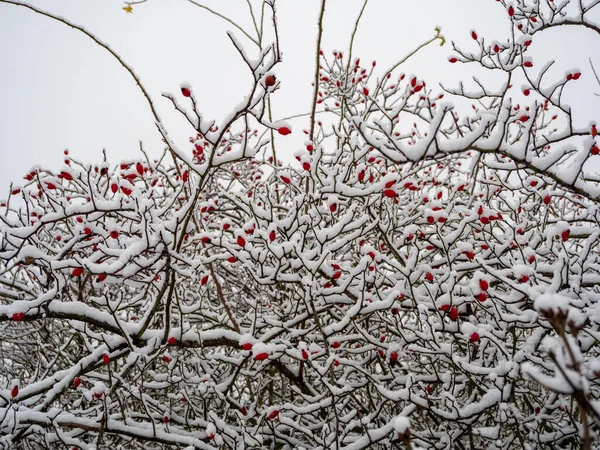 Nypon Snön Nypon Bär Vintern Högkvalitativt Foto — Stockfoto