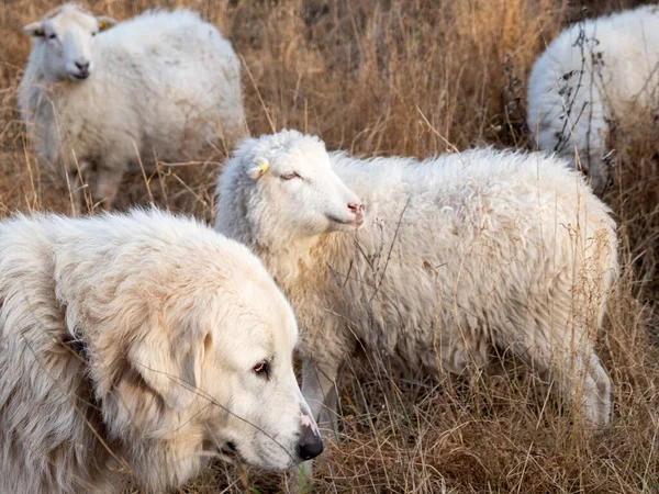 Білий собака серед білих овець . — стокове фото