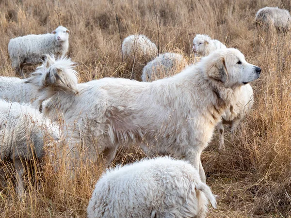 Cão branco entre ovelhas brancas. — Fotografia de Stock