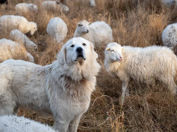 Cão branco entre ovelhas brancas. — Fotografia de Stock