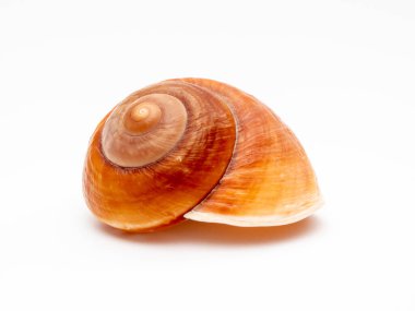 Beyaz arka planda deniz kabuğu. Beyaz arkaplanda deniz kabuğu izole.