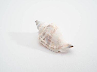 Beyaz arka planda deniz kabuğu. Beyaz arkaplanda deniz kabuğu izole.