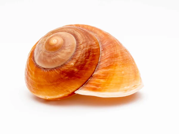 Moře Mušlí Bílém Pozadí Seashell Izolované Bílém Pozadí — Stock fotografie