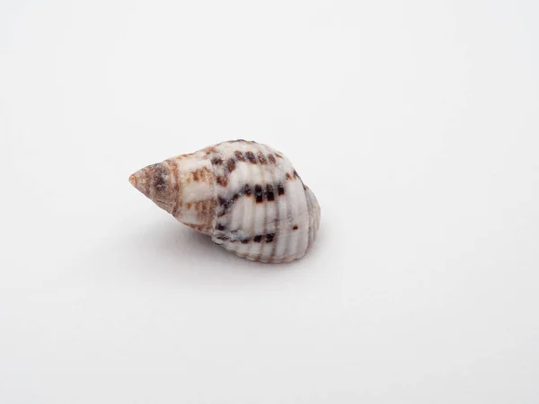 Moře Mušlí Bílém Pozadí Seashell Izolované Bílém Pozadí — Stock fotografie