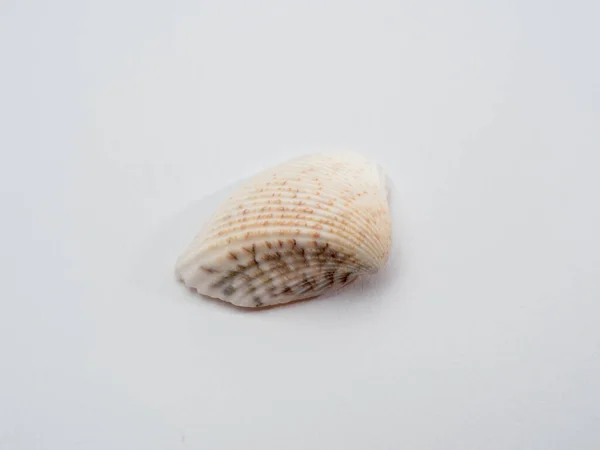 Moře Mušlí Bílém Pozadí Seashell Izolované Bílém Pozadí — Stock fotografie