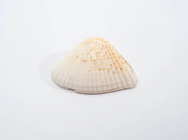 Snäcka Havet Vit Bakgrund Seashell Isolerad Vit Bakgrund — Stockfoto