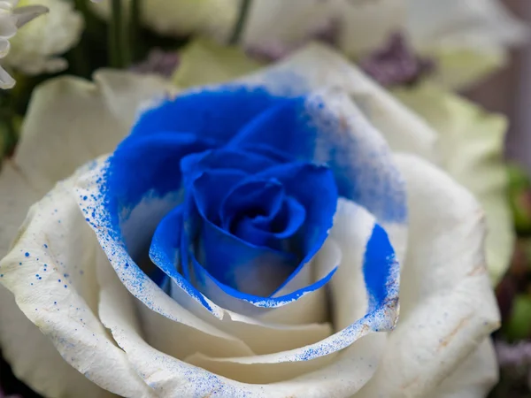 güzel beyaz gül çiçek.