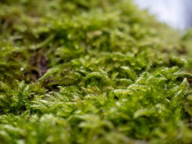 Moss on the bark of a tree close-up. Green tree moss.