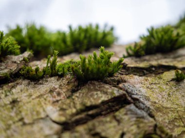 Moss on the bark of a tree close-up. Green tree moss.