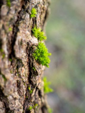 Moss on the bark of a tree close-up. Green tree moss.