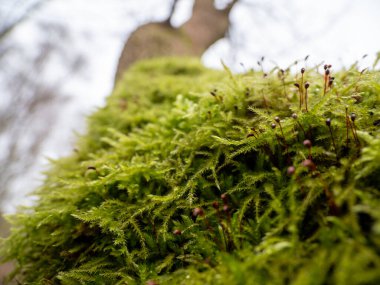 Moss on the bark of a tree close-up. Green tree moss.