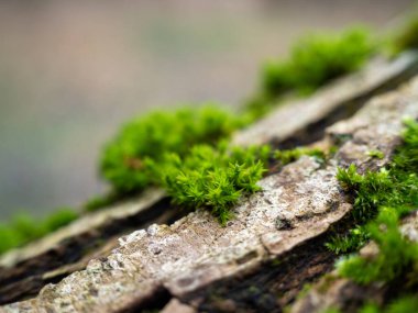 Moss on the bark of a tree close-up. Green tree moss.