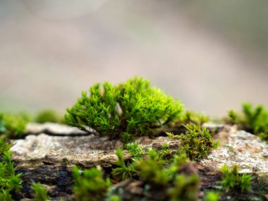 Moss on the bark of a tree close-up. Green tree moss.