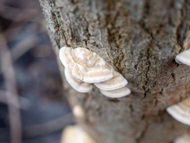 Mushroom sprouted on a tree trunk close-up.