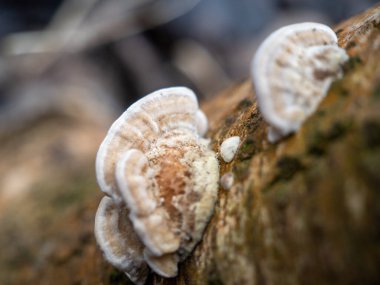 Mushroom sprouted on a tree trunk close-up.