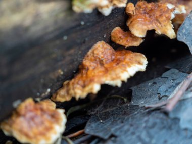 Mushroom sprouted on a tree trunk close-up.