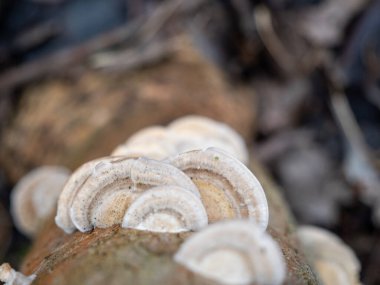 Mushroom sprouted on a tree trunk close-up.