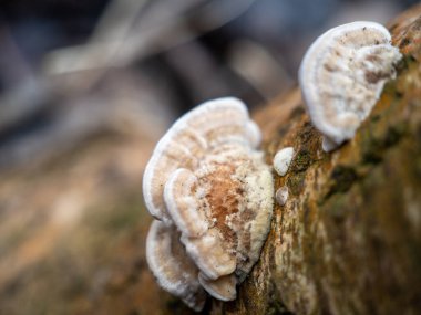 Mushroom sprouted on a tree trunk close-up.