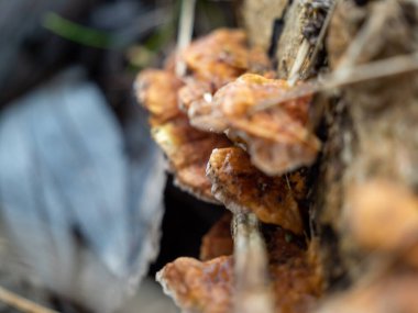 Mushroom sprouted on a tree trunk close-up.